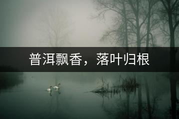 普洱飄香，落葉歸根