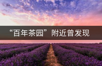 “百年茶園”附近曾發(fā)現稀有單株“紫陽一號”