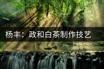 楊豐：政和白茶制作技藝非物質文化遺產(chǎn)傳承人