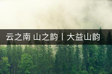 云之南 山之韻丨大益山韻，“韻”味傳奇之山韻歸來
