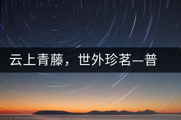 云上青藤，世外珍茗—普秀百年藤條茶即將上市