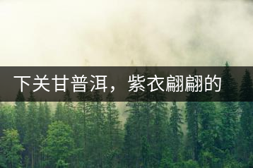 下關甘普洱，紫衣翩翩的綺麗小餅