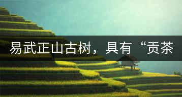 易武正山古樹(shù)，具有“貢茶范”