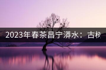 2023年春茶昌寧漭水：古樹(shù)混采純料480-600元／公斤，大樹(shù)360-420元／公斤，臺(tái)地260-300元／公斤，古樹(shù)單株均價(jià)880-1200元／公斤。