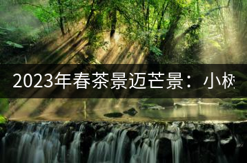 2023年春茶景邁芒景：小樹200元／公斤，古樹：600-800元／公斤