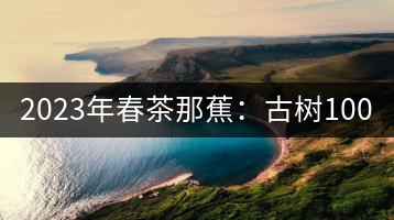 2023年春茶那蕉：古樹1000-1500元／公斤，中樹600-800元／公斤