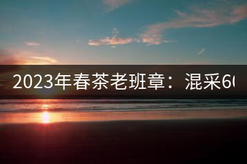 2023年春茶老班章：混采6000-8000元／公斤，挑采：12000元／公斤