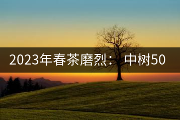2023年春茶磨烈： 中樹500-600元／公斤，古樹混采：2200-2600元／公斤