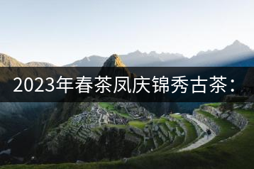 2023年春茶鳳慶錦秀古茶：18000-20000元／公斤