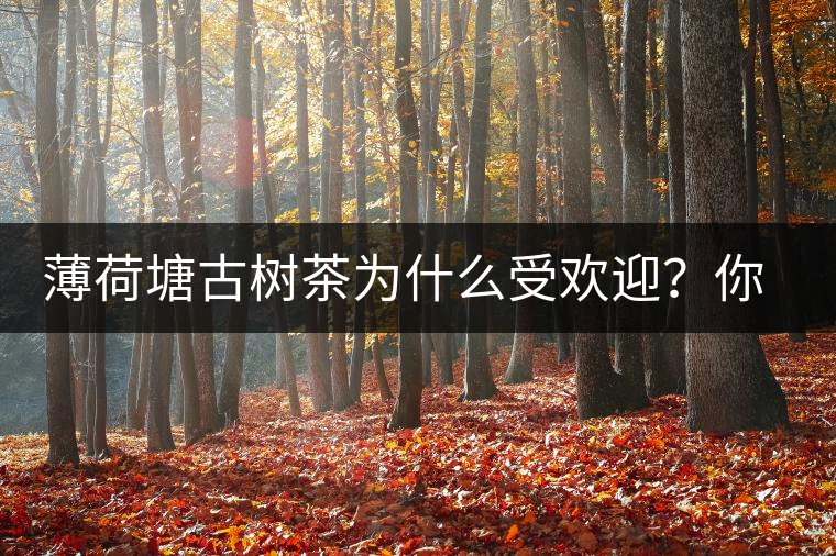 薄荷塘古樹茶為什么受歡迎？你知道嗎？