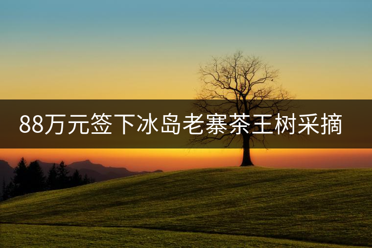 88萬元簽下冰島老寨茶王樹采摘權(quán)，誰說這是“競價交易”？