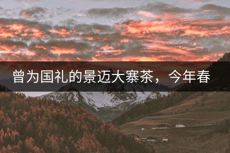 曾為國(guó)禮的景邁大寨茶，今年春茶性?xún)r(jià)比依舊高