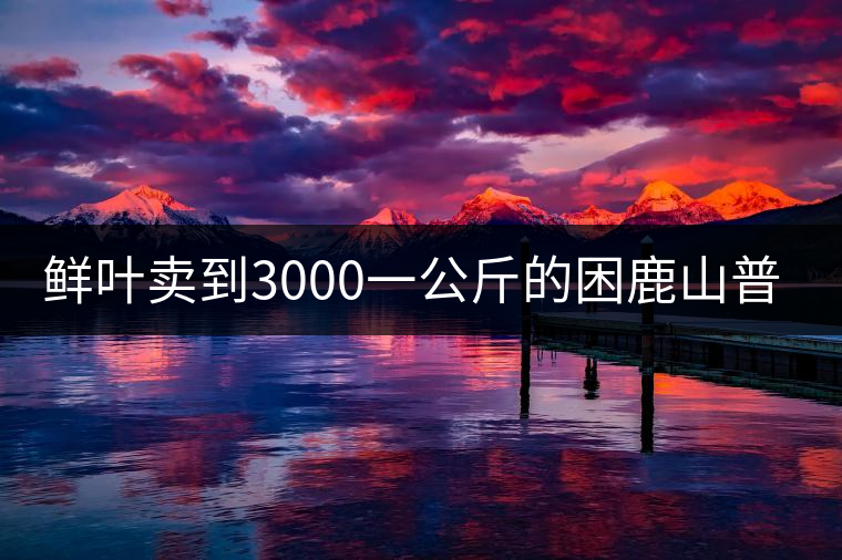 鮮葉賣到3000一公斤的困鹿山普洱茶，口感如何？