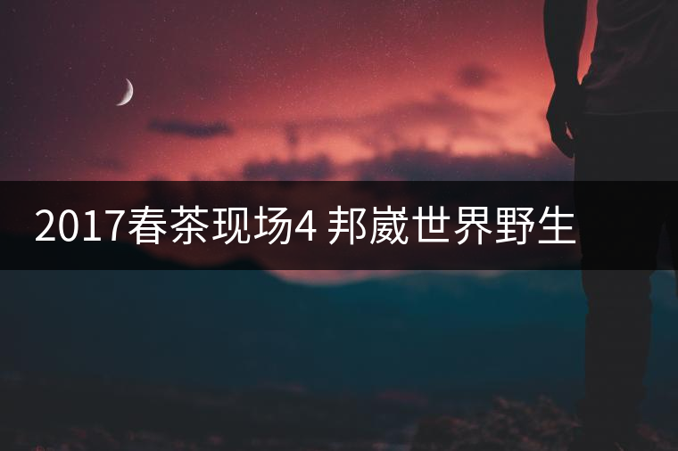2017春茶現(xiàn)場4 邦崴世界野生過渡型茶王長啥樣?之枝丫2017春茶現(xiàn)場4 邦崴世界野生過渡型茶王長啥樣？之枝丫