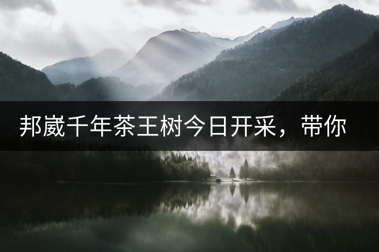 邦崴千年茶王樹今日開采，帶你了解被低估的邦崴古樹茶邦崴千年茶王樹今日開采，帶你了解被低估的邦崴古樹茶