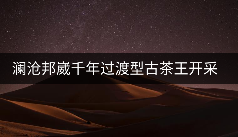 瀾滄邦崴千年過渡型古茶王開采瀾滄邦崴千年過渡型古茶王開采