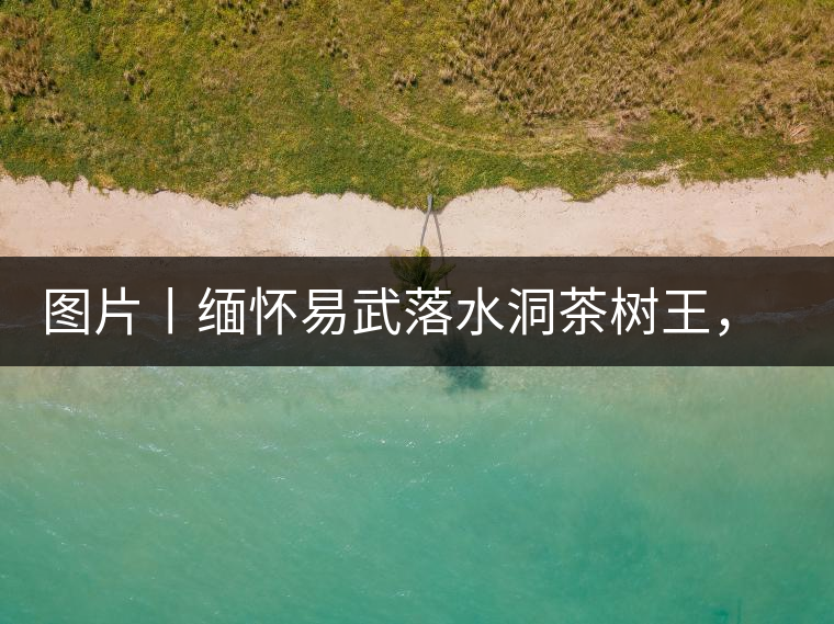 圖片丨緬懷易武落水洞茶樹(shù)王，犧牲前的樣貌圖片丨緬懷易武落水洞茶樹(shù)王，犧牲前的樣貌