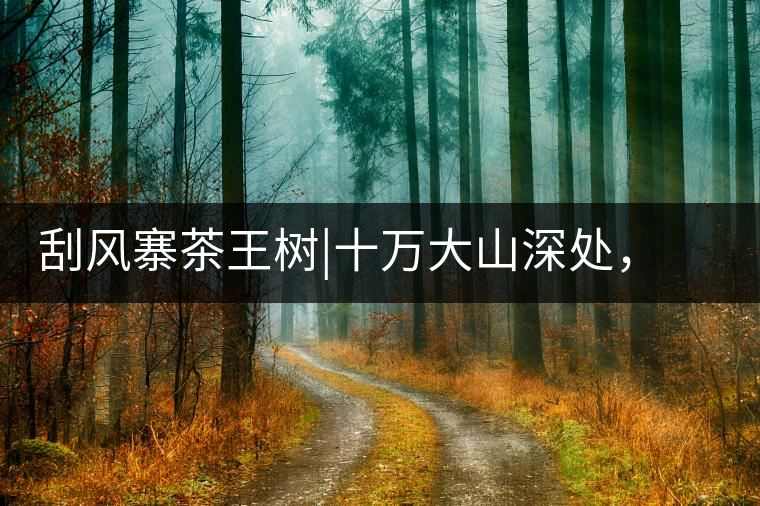 刮風寨茶王樹|十萬大山深處，鮮為人知的王者刮風寨茶王樹｜十萬大山深處，鮮為人知的王者