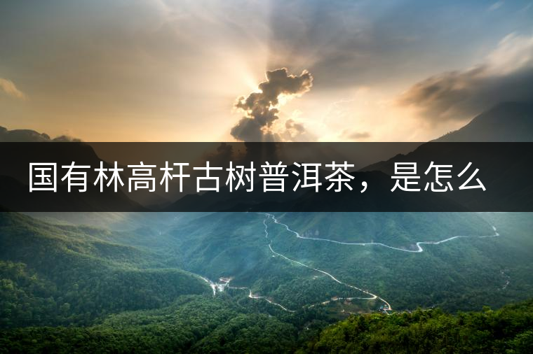 國有林高桿古樹普洱茶，是怎么回事?國有林高桿古樹普洱茶，是怎么回事？