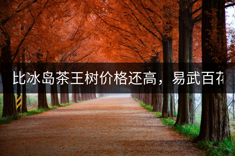 比冰島茶王樹價格還高，易武百花潭高桿古樹茶以100萬成...比冰島茶王樹價格還高，易武百花潭高桿古樹茶以100萬成交