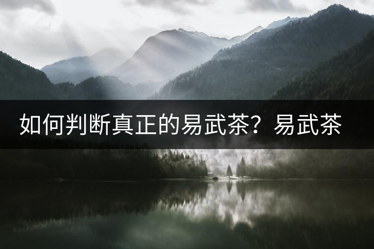 如何判斷真正的易武茶？易武茶有哪些特點？