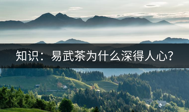知識(shí)：易武茶為什么深得人心？