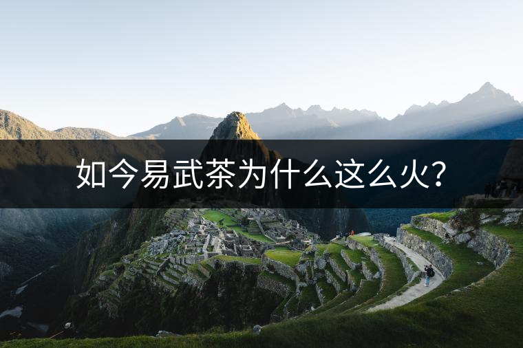 如今易武茶為什么這么火？