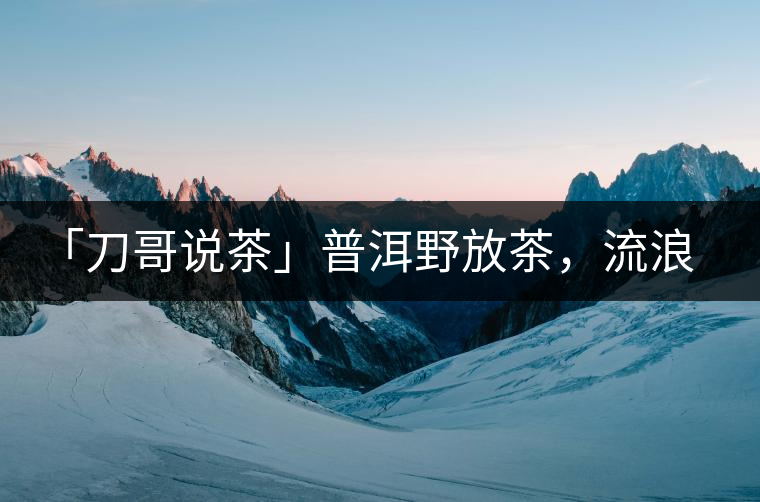 「刀哥說(shuō)茶」普洱野放茶，流浪狗的春天