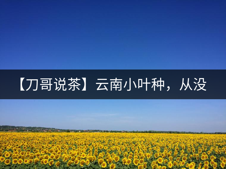 【刀哥說茶】云南小葉種，從沒落到回歸
