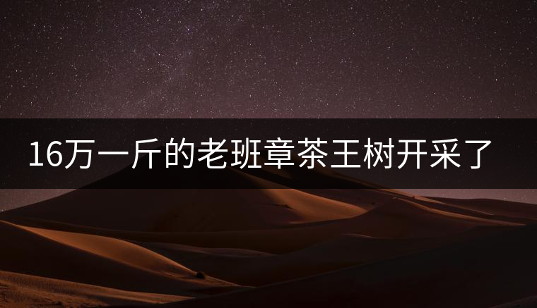 16萬一斤的老班章茶王樹開采了，茶友果斷拉了一車現(xiàn)金去...16萬一斤的老班章茶王樹開采了，茶友果斷拉了一車現(xiàn)金去！