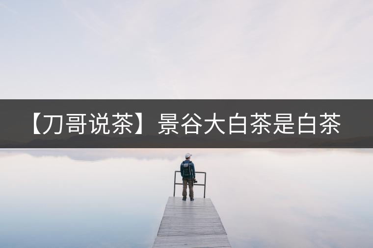 【刀哥說茶】景谷大白茶是白茶還是普洱茶？