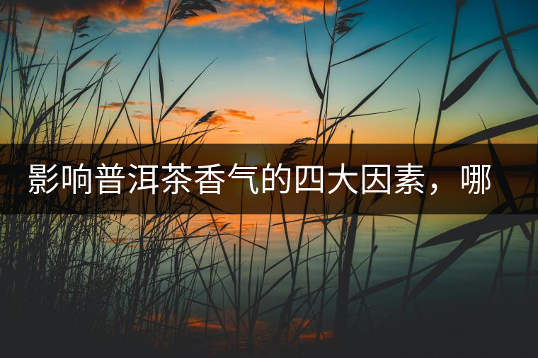 影響普洱茶香氣的四大因素，哪一個(gè)影響最大？