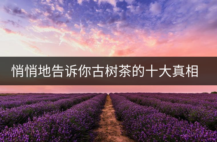 悄悄地告訴你古樹茶的十大真相，就不怕交學(xué)費(fèi)了