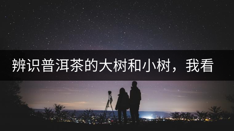 辨識普洱茶的大樹和小樹，我看這篇最靠譜