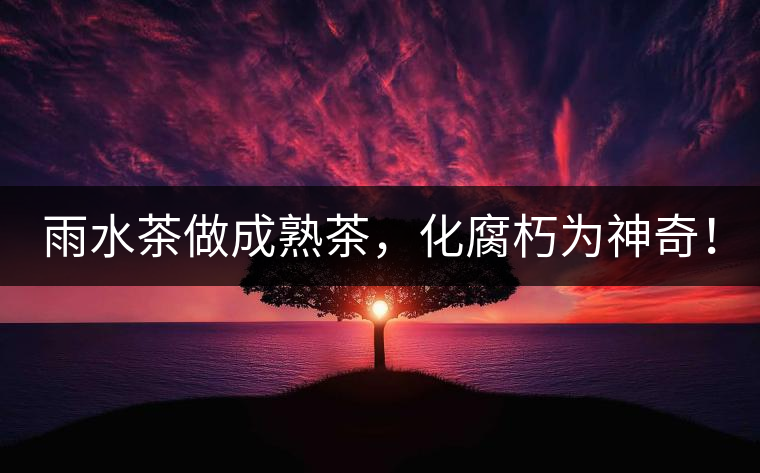雨水茶做成熟茶，化腐朽為神奇！
