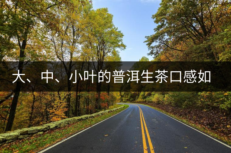 大、中、小葉的普洱生茶口感如何辨別？