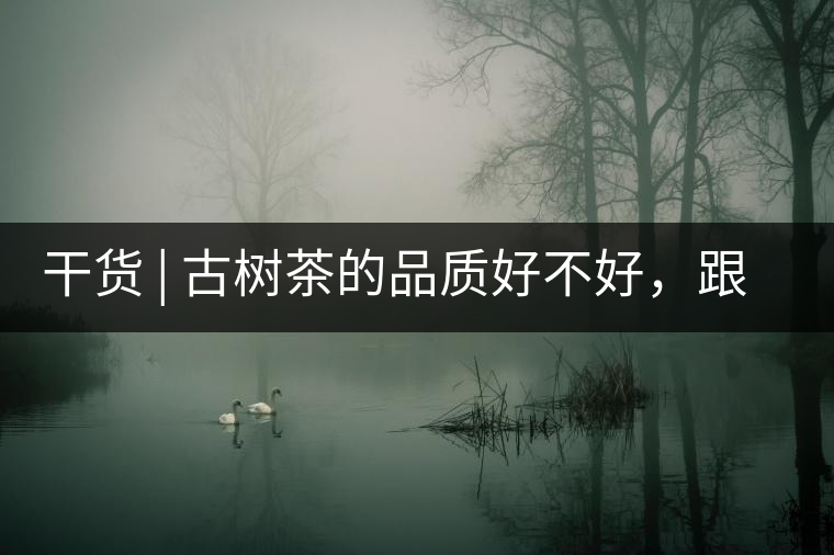 干貨 | 古樹(shù)茶的品質(zhì)好不好，跟耐泡度真的有關(guān)聯(lián)嗎？