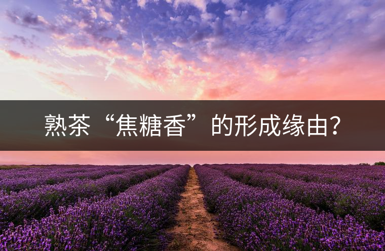 熟茶“焦糖香”的形成緣由？