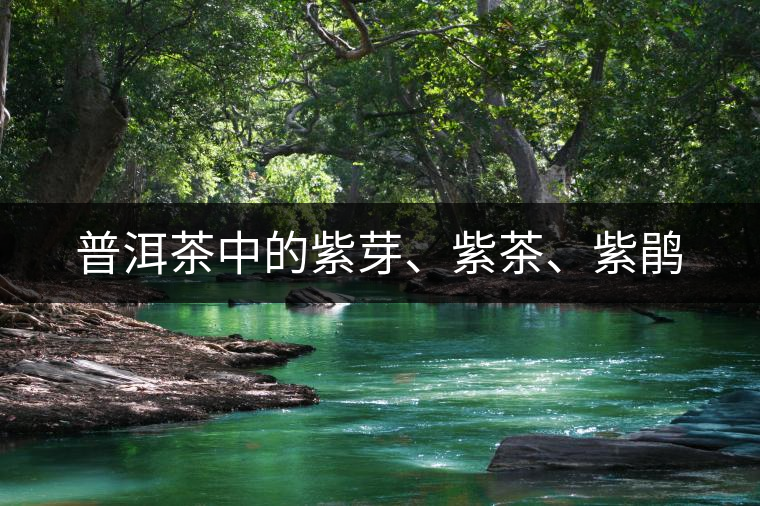 普洱茶中的紫芽、紫茶、紫鵑