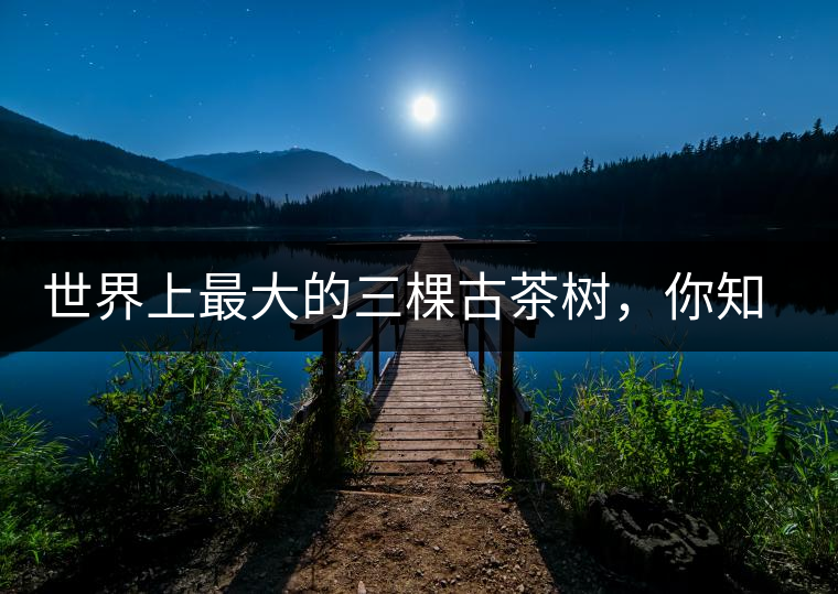 世界上最大的三棵古茶樹，你知道嗎？