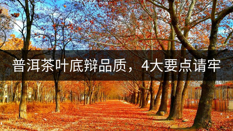普洱茶葉底辯品質(zhì)，4大要點(diǎn)請(qǐng)牢記！