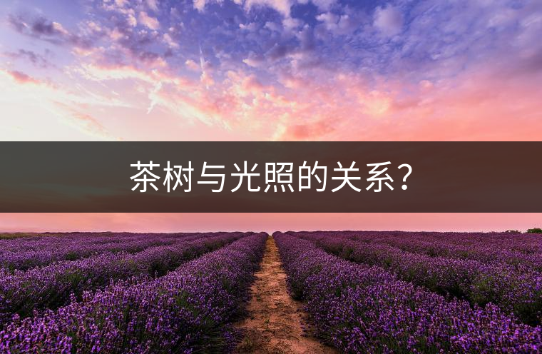 茶樹與光照的關(guān)系？