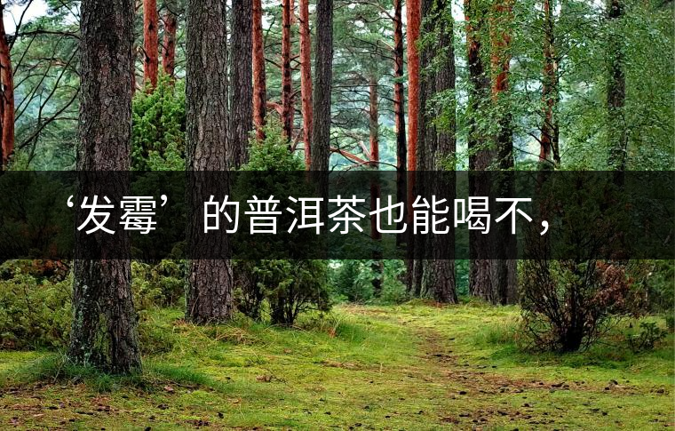 ‘發(fā)霉’的普洱茶也能喝不，看科學(xué)解釋