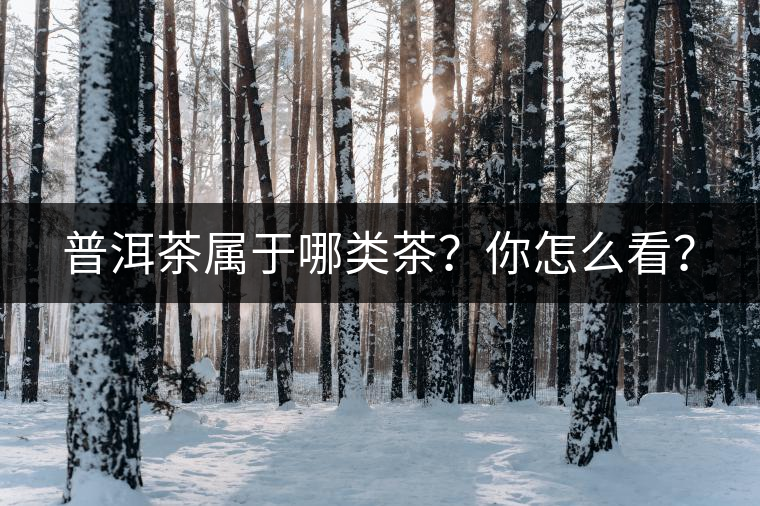 普洱茶屬于哪類茶？你怎么看？