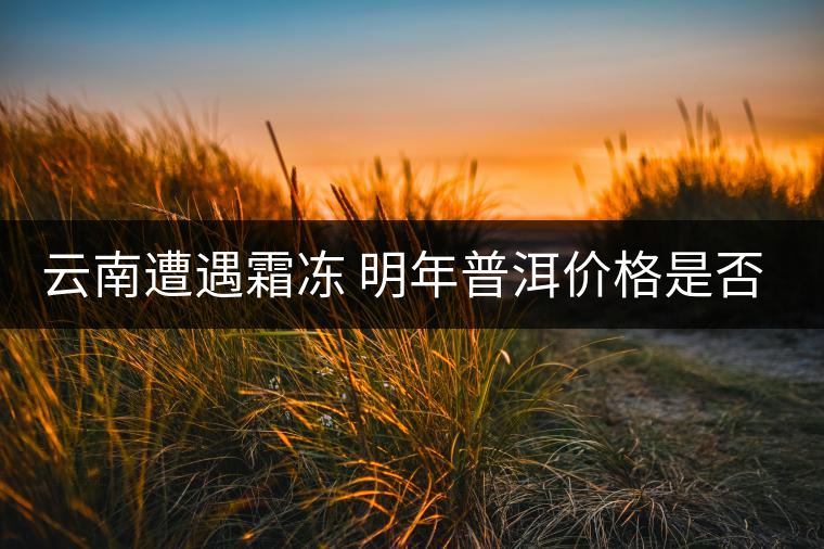 云南遭遇霜凍 明年普洱價格是否飆升？