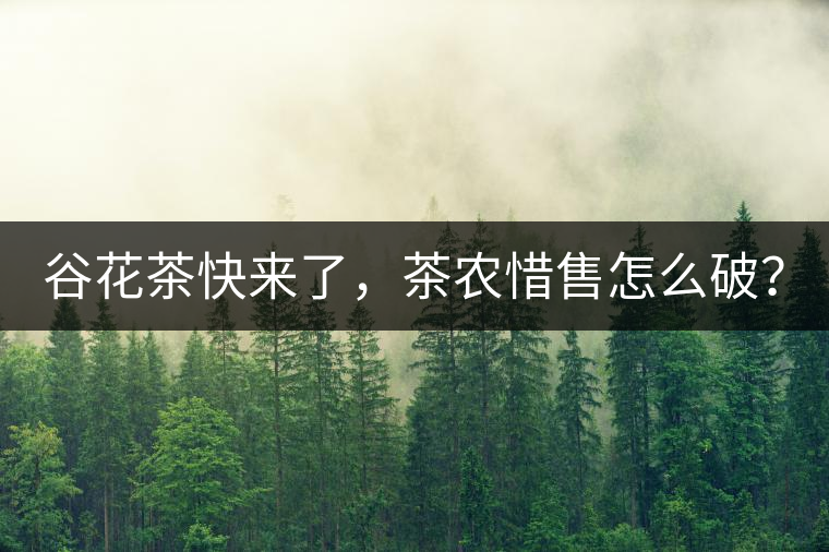 谷花茶快來了，茶農惜售怎么破？
