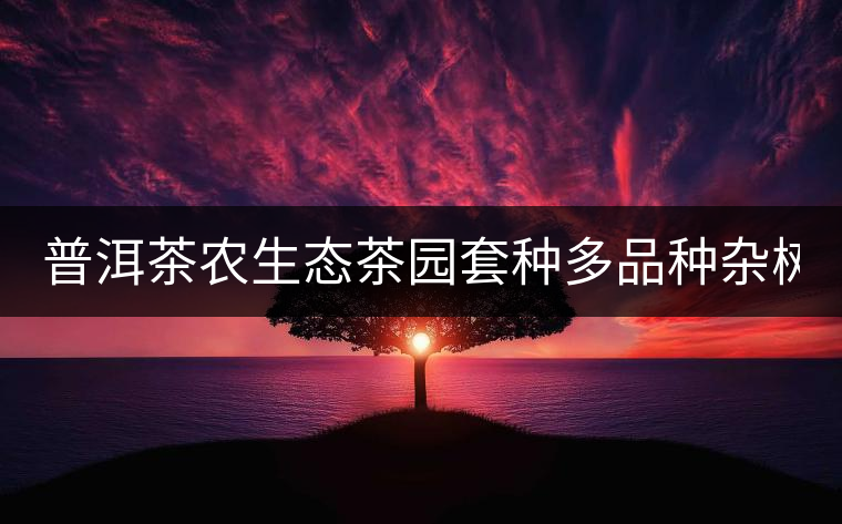 普洱茶農(nóng)生態(tài)茶園套種多品種雜樹 助推普洱茶葉生產(chǎn) 普洱茶農(nóng)生態(tài)茶園套種多品種雜樹 助推普洱茶葉生產(chǎn)