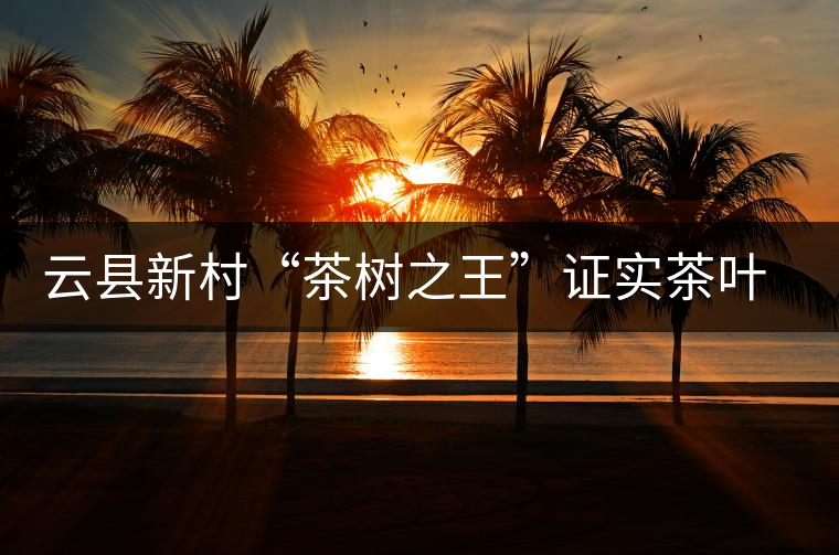 云縣新村“茶樹(shù)之王”證實(shí)茶葉原產(chǎn)地之說(shuō)