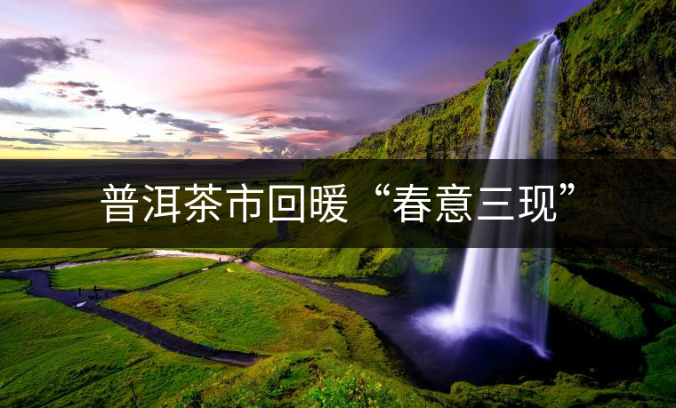 普洱茶市回暖“春意三現” 普洱茶市回暖“春意三現”