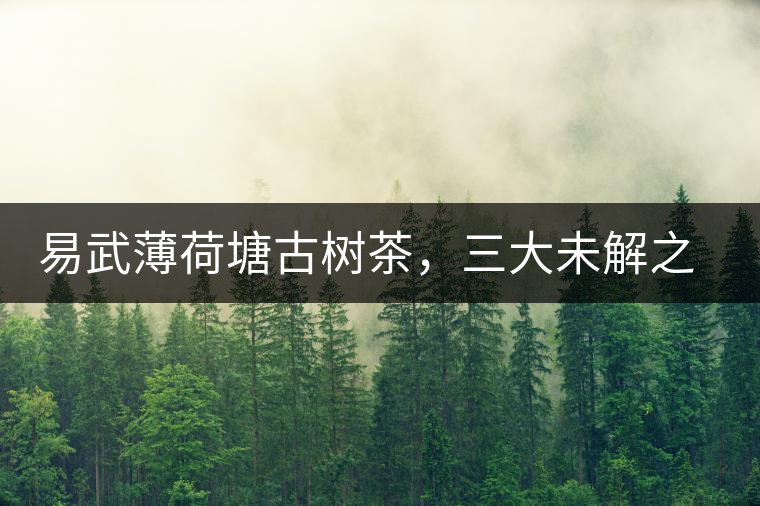 易武薄荷塘古樹茶，三大未解之謎